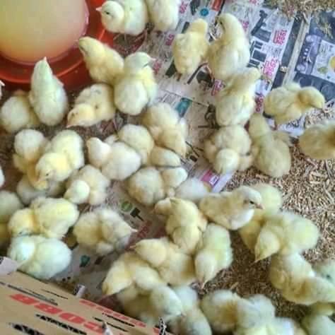 Msapa's poultry farming
