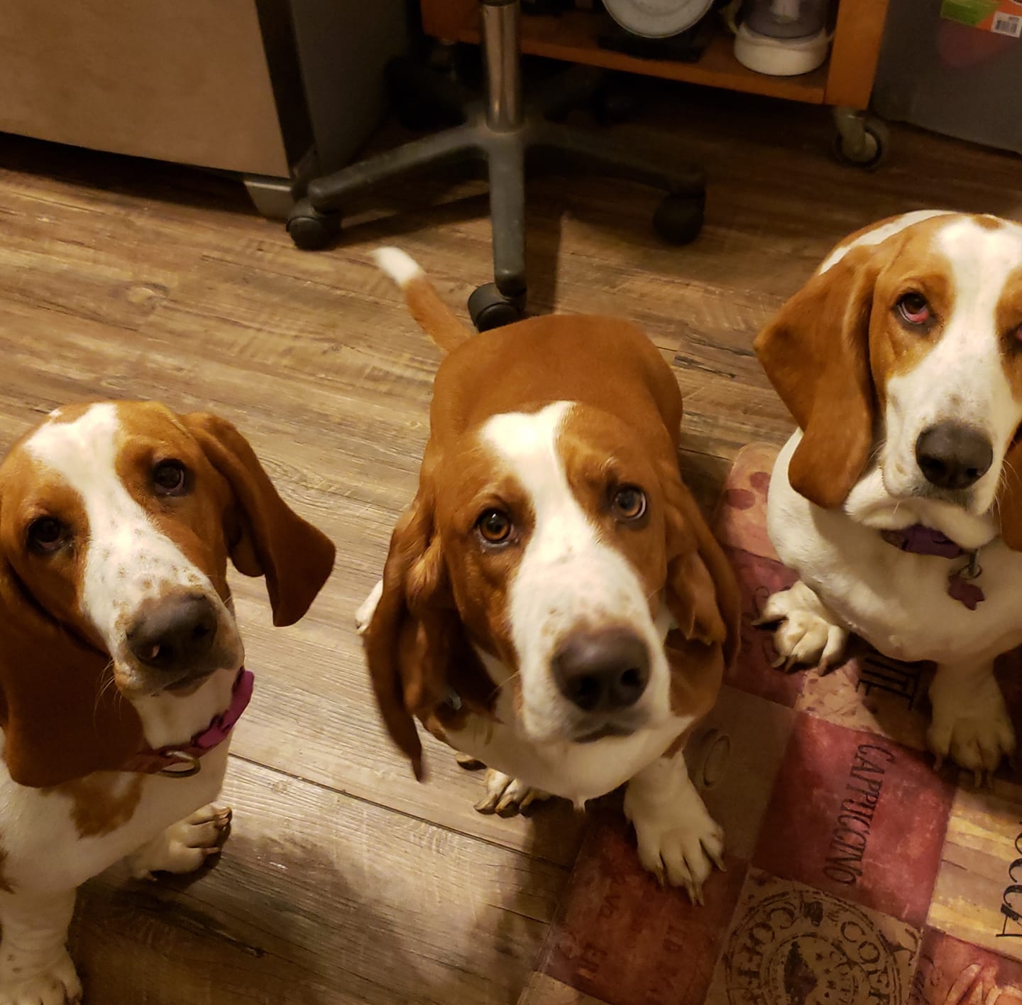 Happy Hound Bassets of... - Happy Hound Bassets of Whitney