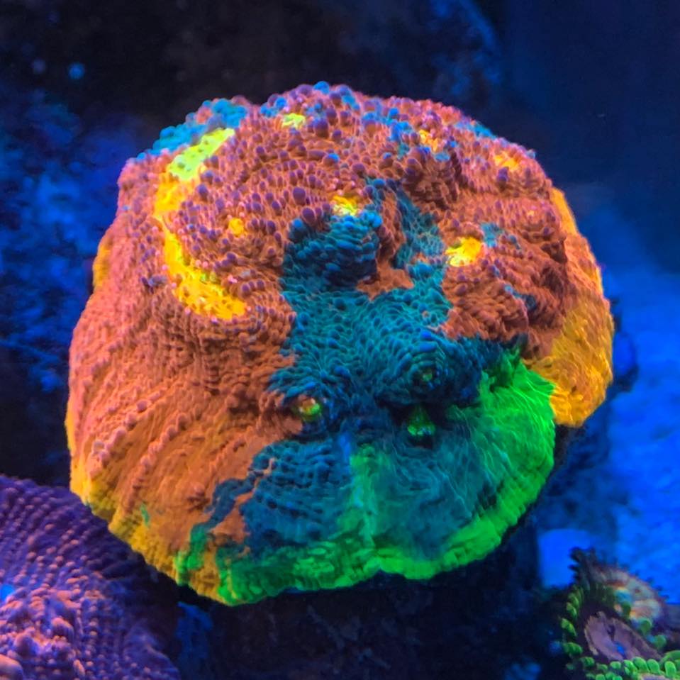 The Dutch Coral Wizard