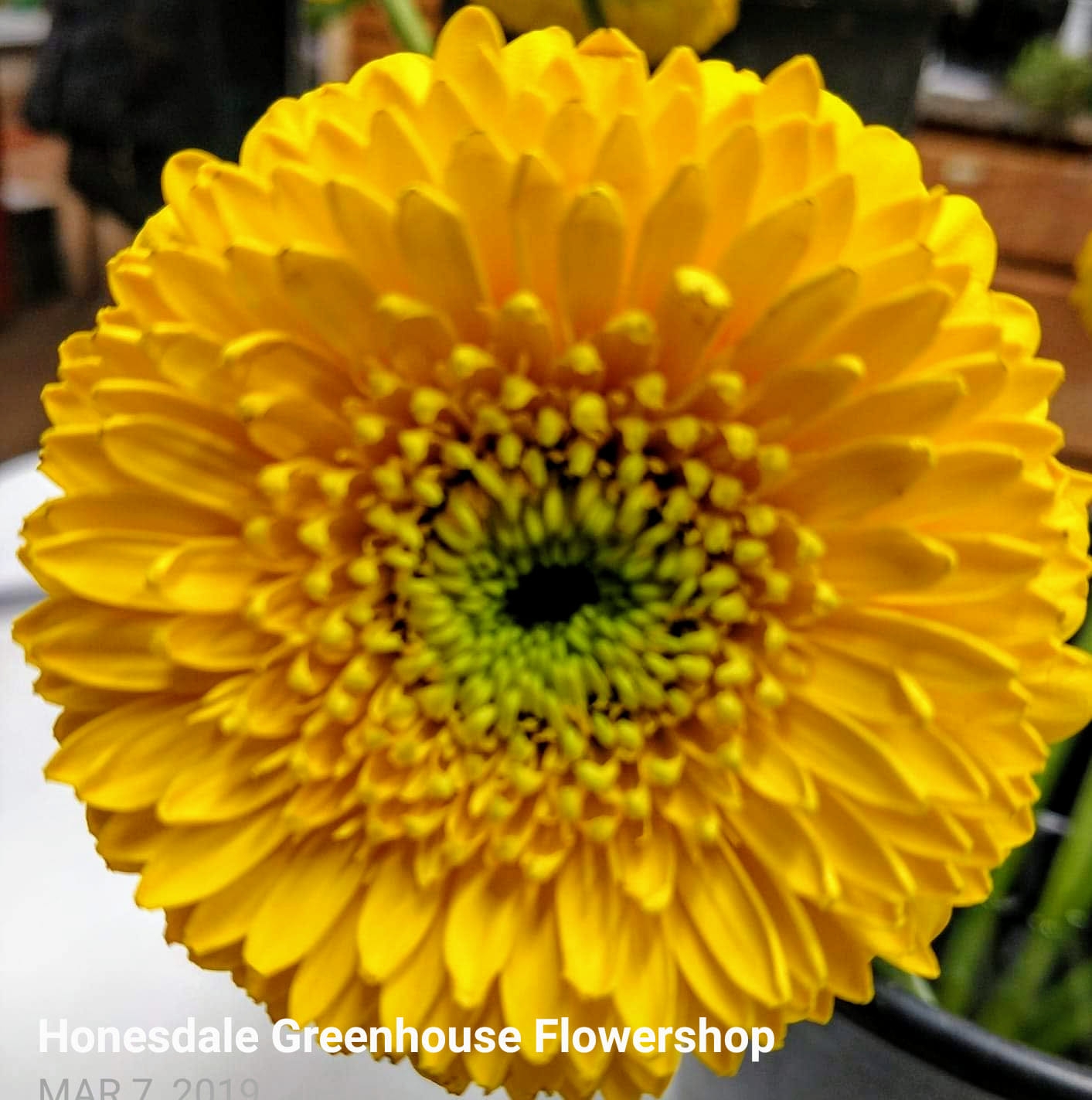1776-2026 Meet Trent!... - Honesdale Greenhouse Flowershop | Facebook