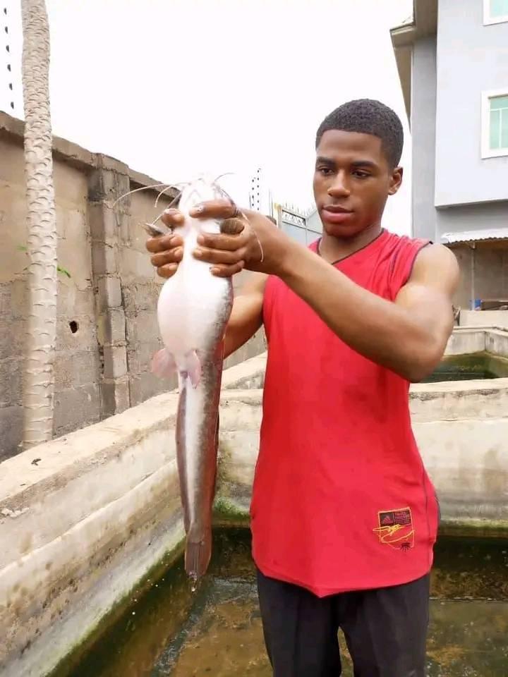 Catfish/piggery ENUGU STATE