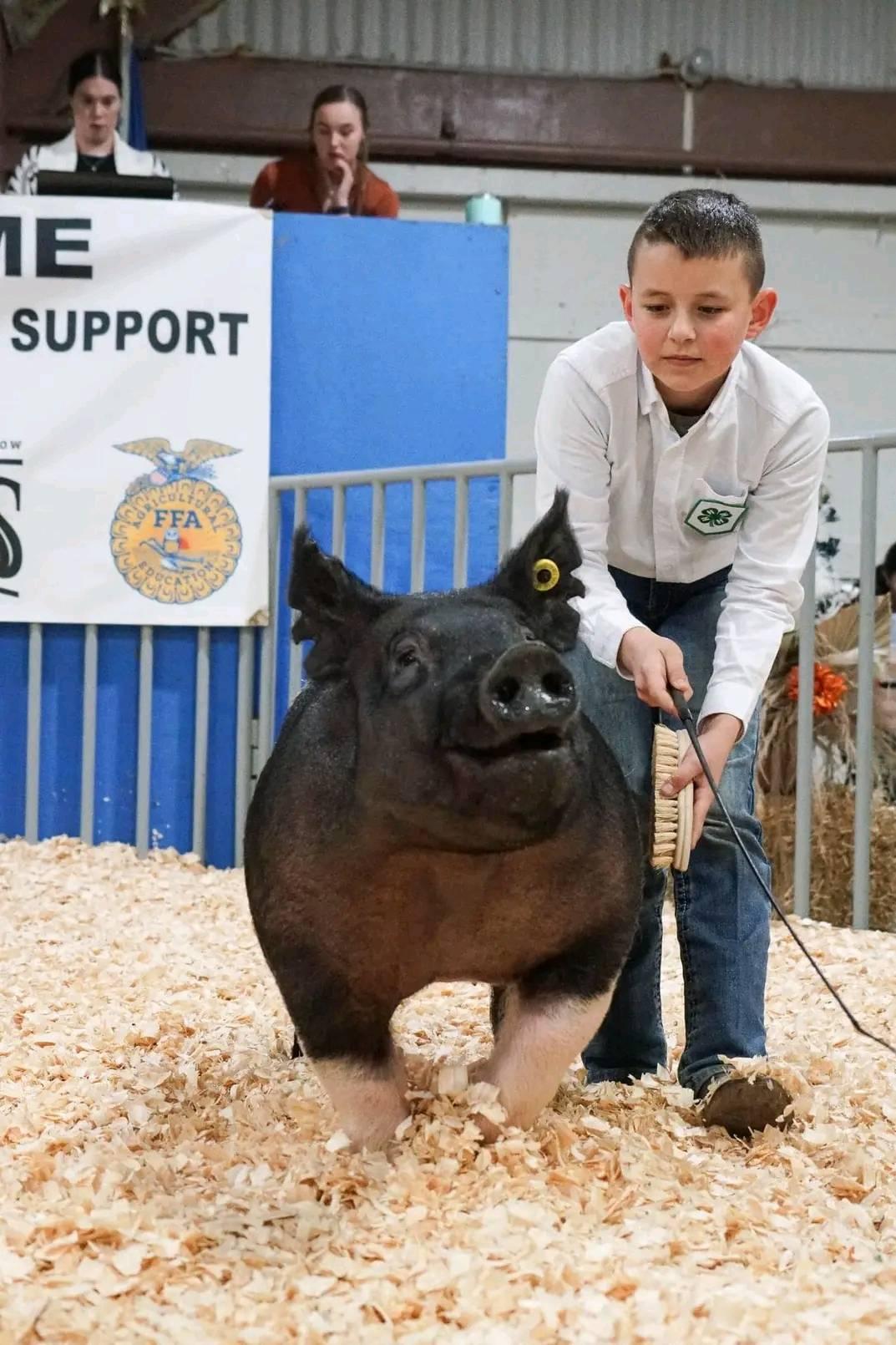 Chaney Show Pigs