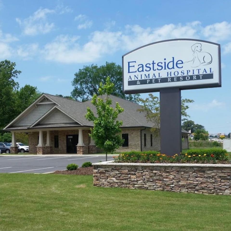 Interesting Eastside Animal Hospital Athens Al Photos