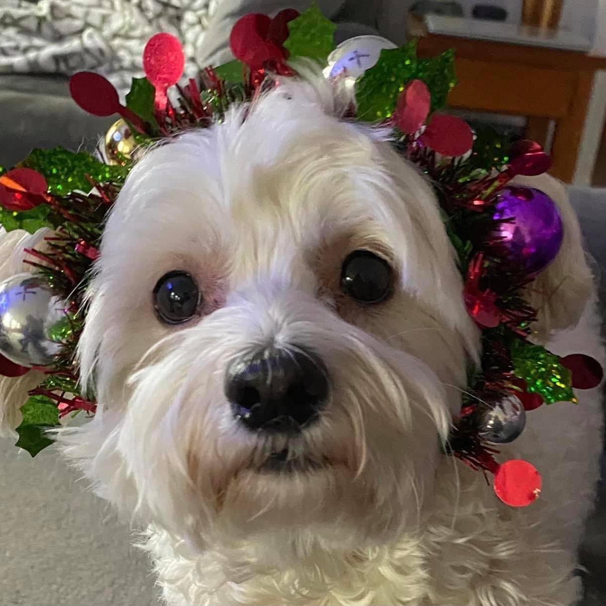 Spoiled Rotten Dog, LLC | Fairfax VT