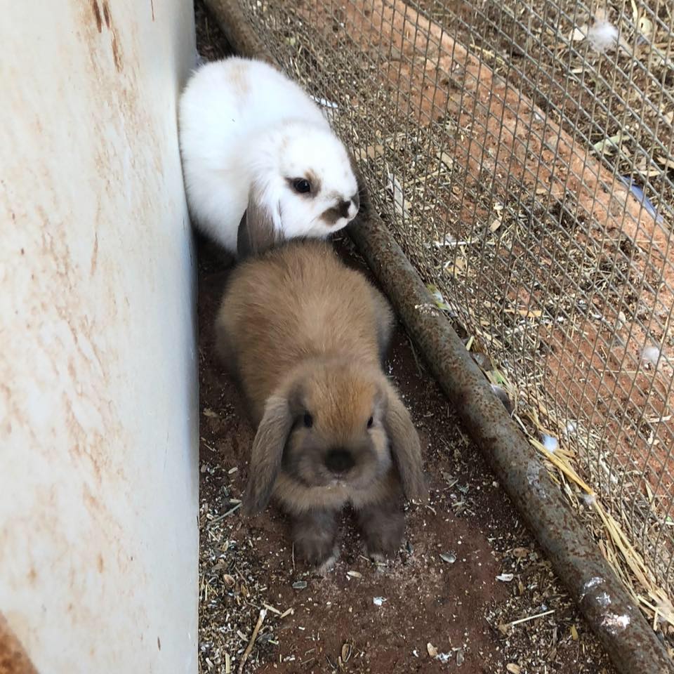 Broken hill buy swap sell rabbits/accessories/cages | Broken Hill NSW