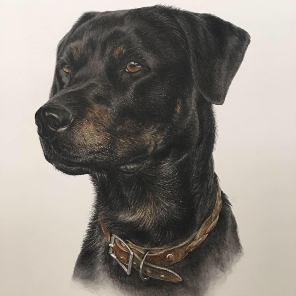 Deb Melville Animal Portraits
