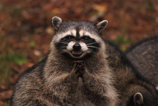 Poopy the Raccoon