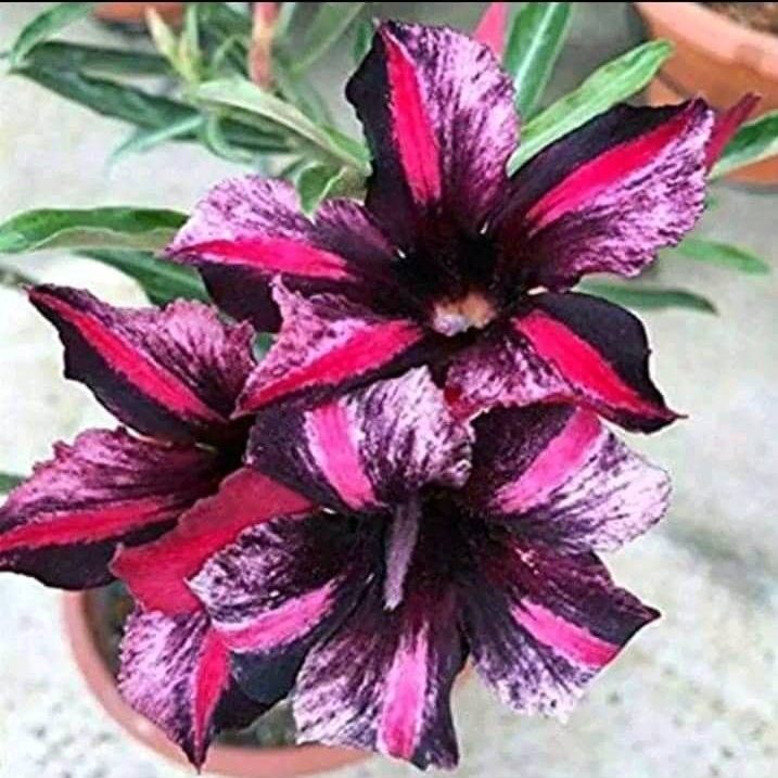 Adenium Jepang