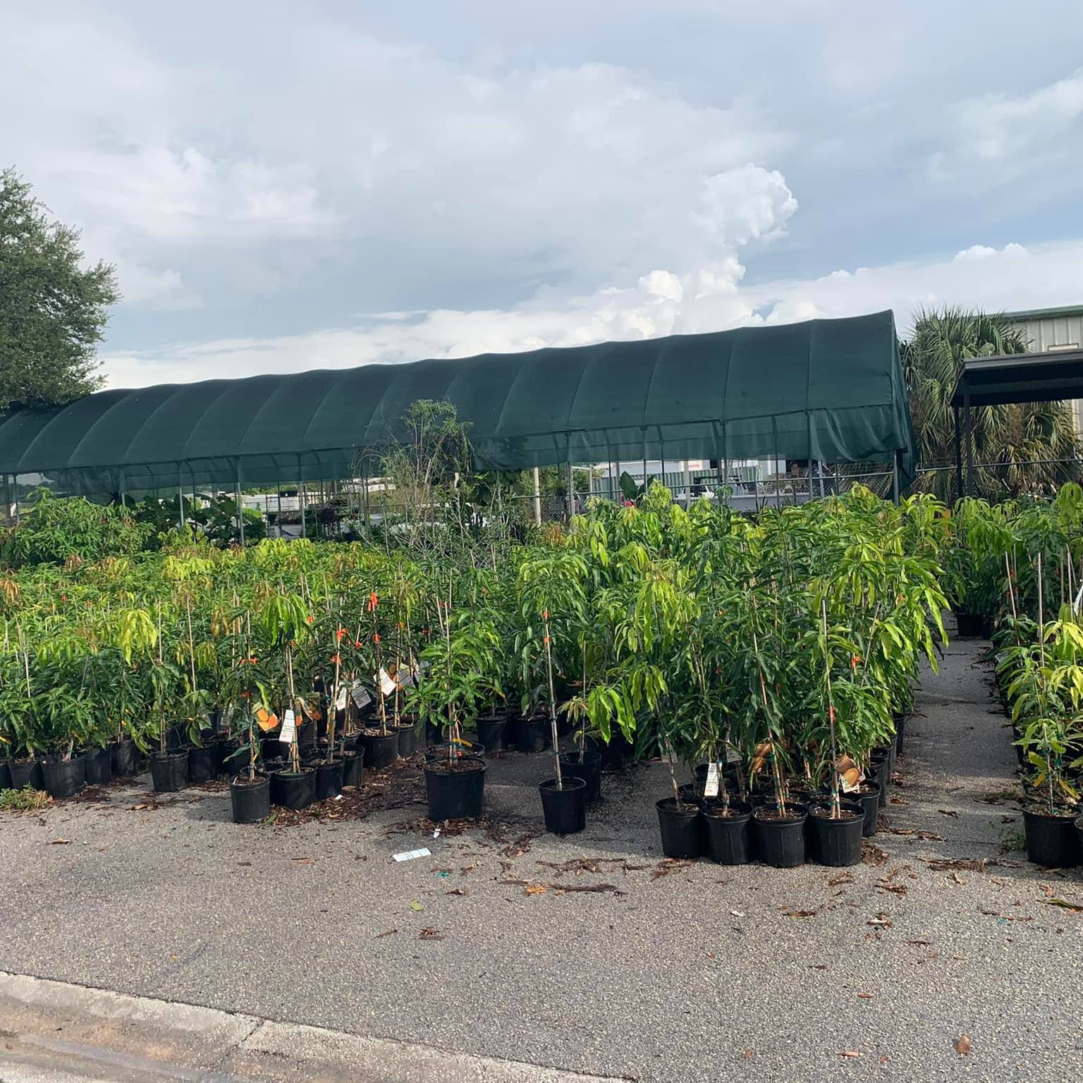 The Exotic Tree Place | Tampa FL