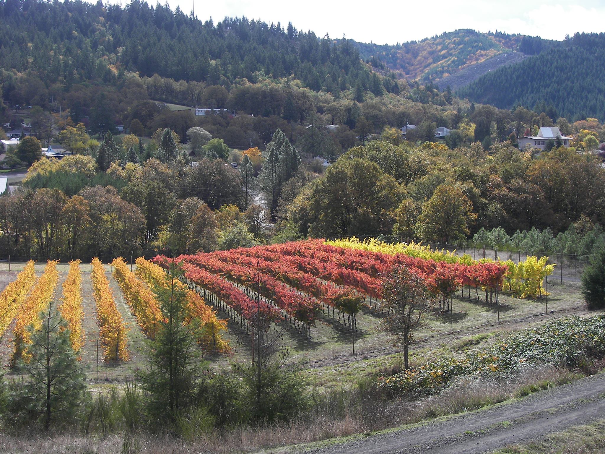 There are still grapes to be... - Triple Oak Wine Vault | Facebook