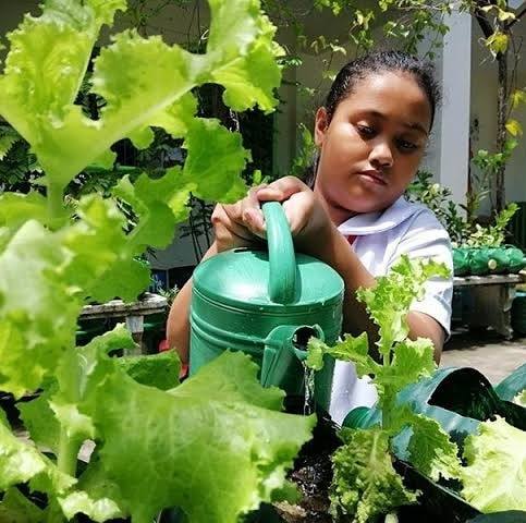 Pinoy Planting Tutorials TV