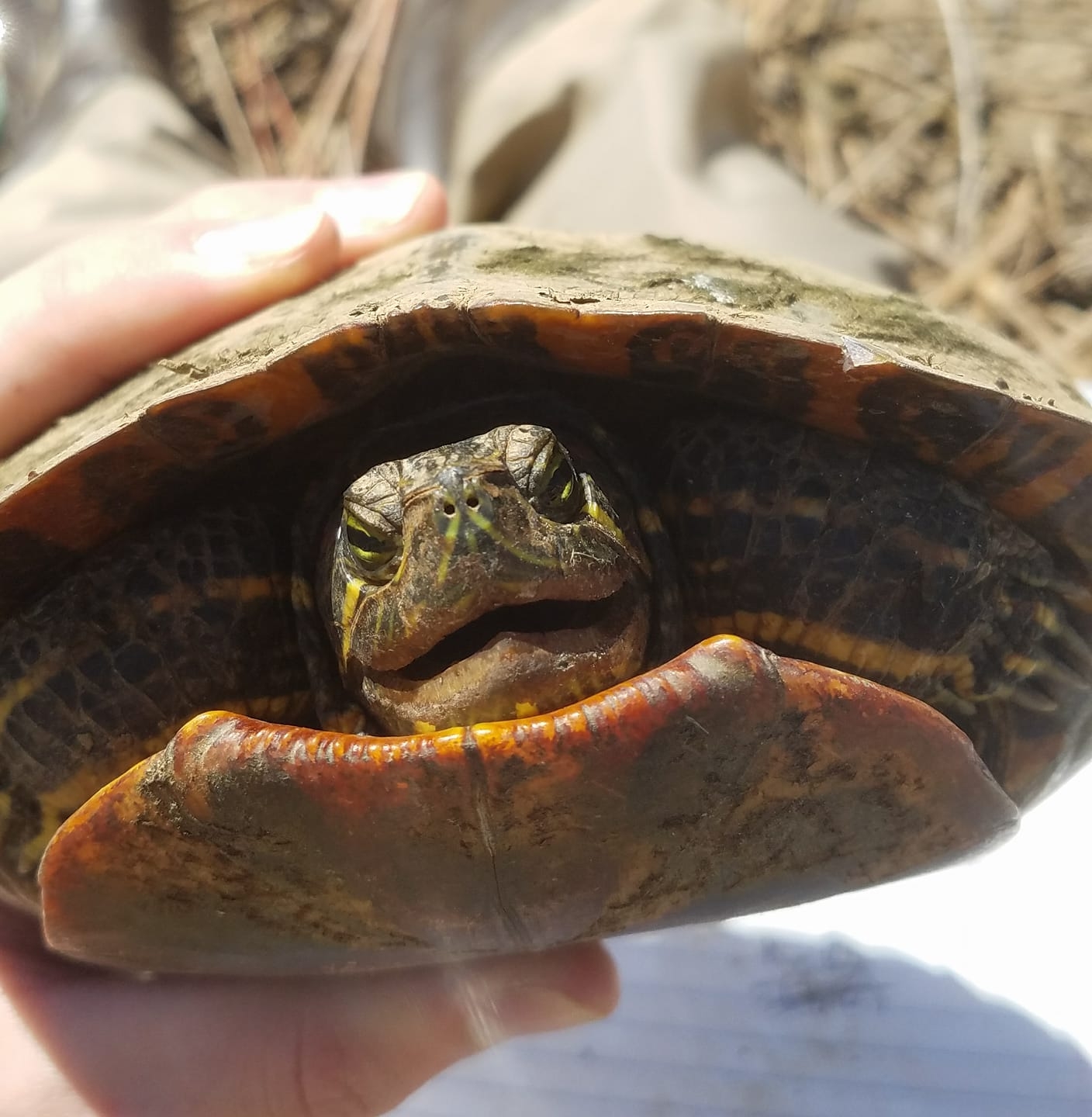 Meet Pascal. This young turtle... - Turtles of James Madison | Facebook