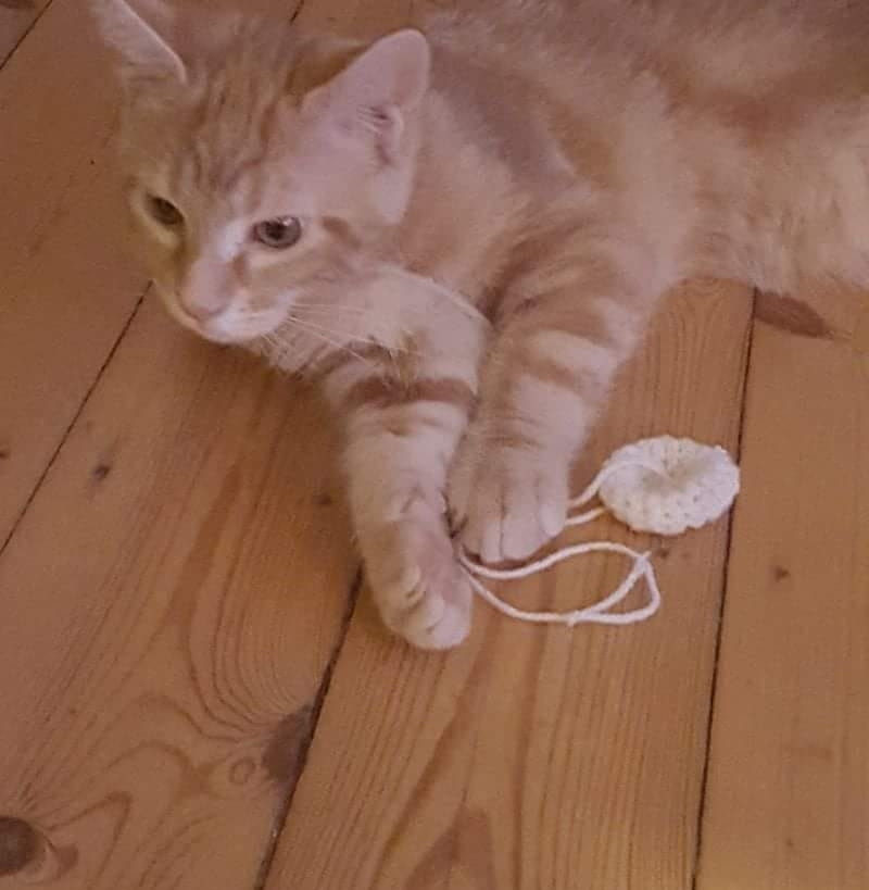 Røde Katte