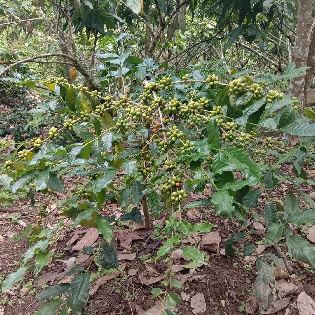 KOPI Mamasa | Mamasa