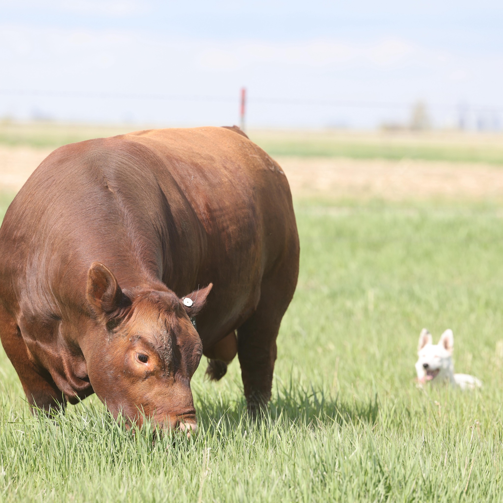 Rhodes Red Angus | Faulkton SD