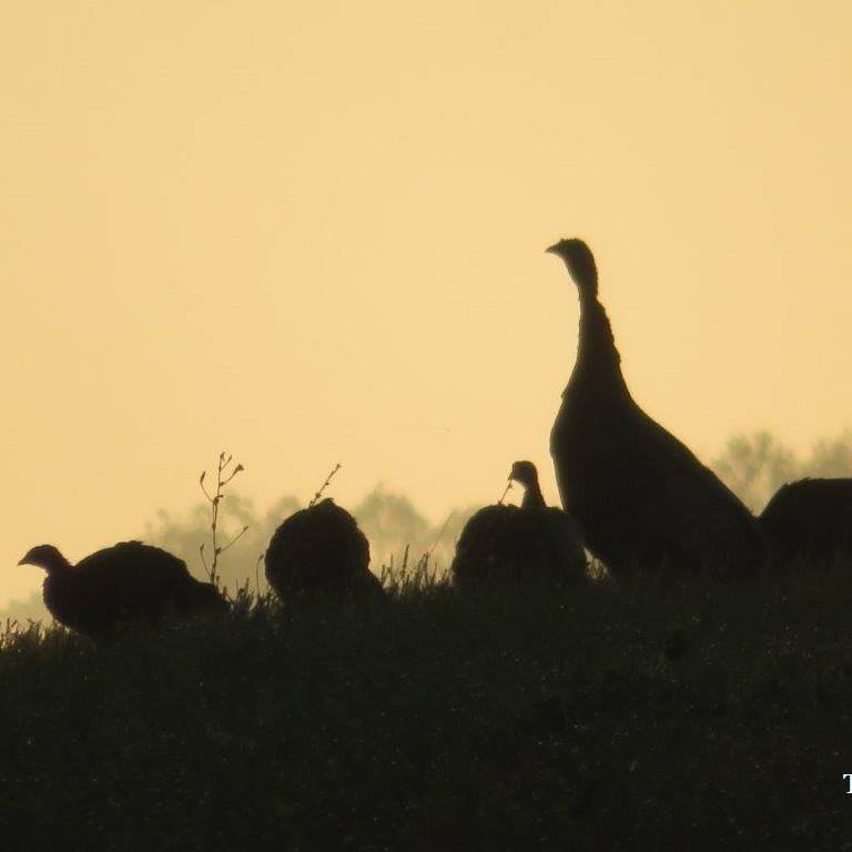 American Wild Turkey Hunting Dog Association