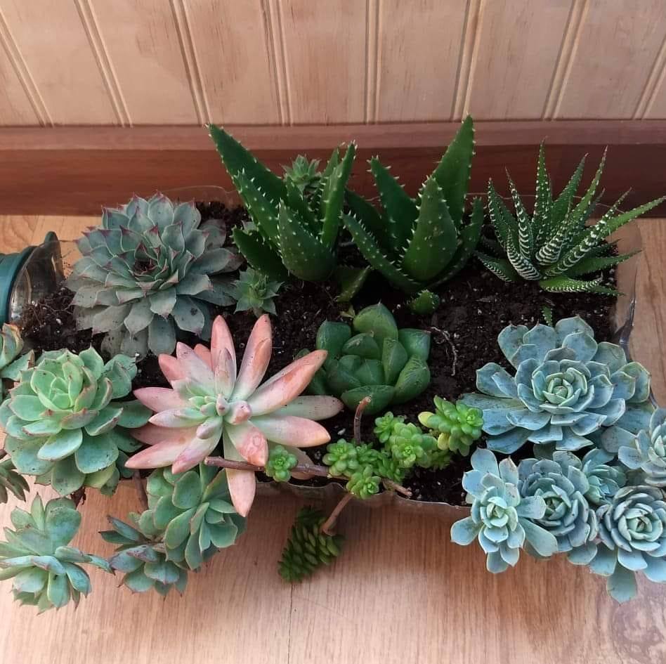 Cactus y Suculentas La Nené