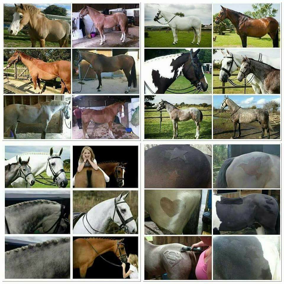 Picture Idea: Elite Grooming By Hairy Horses Clipping And Horse Turnout Services