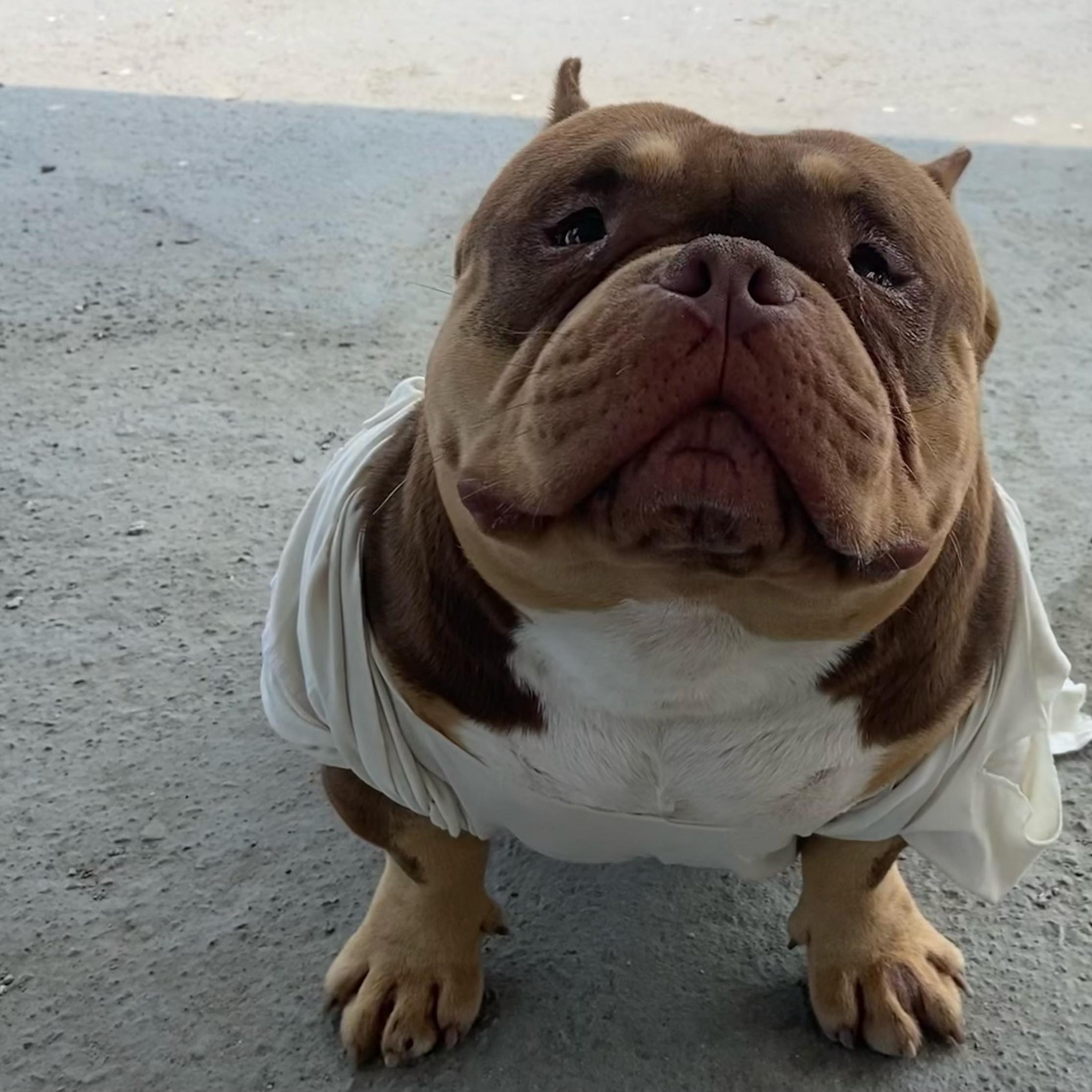狂霸犬舍（美國惡霸犬）