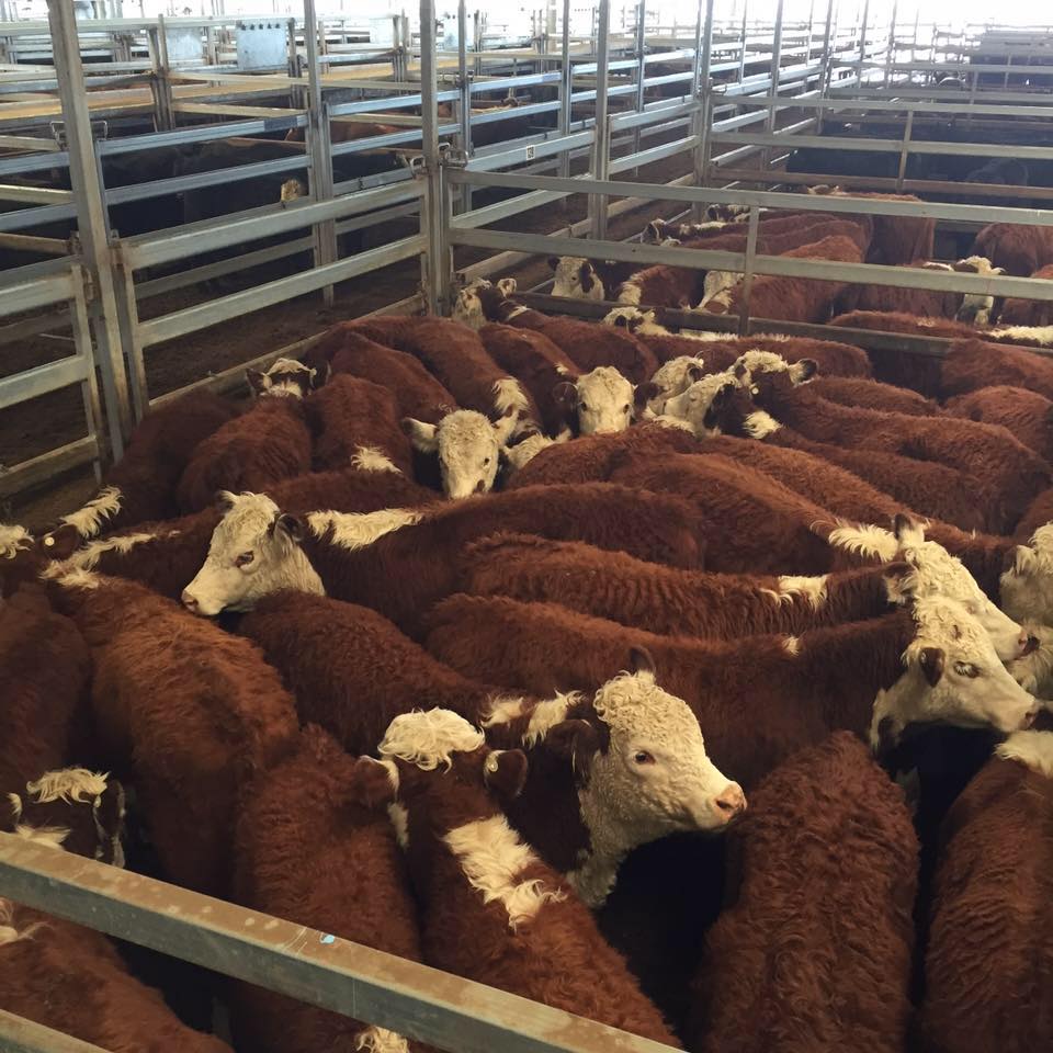 Clements & McCarthy Pty LTD | Bathurst NSW