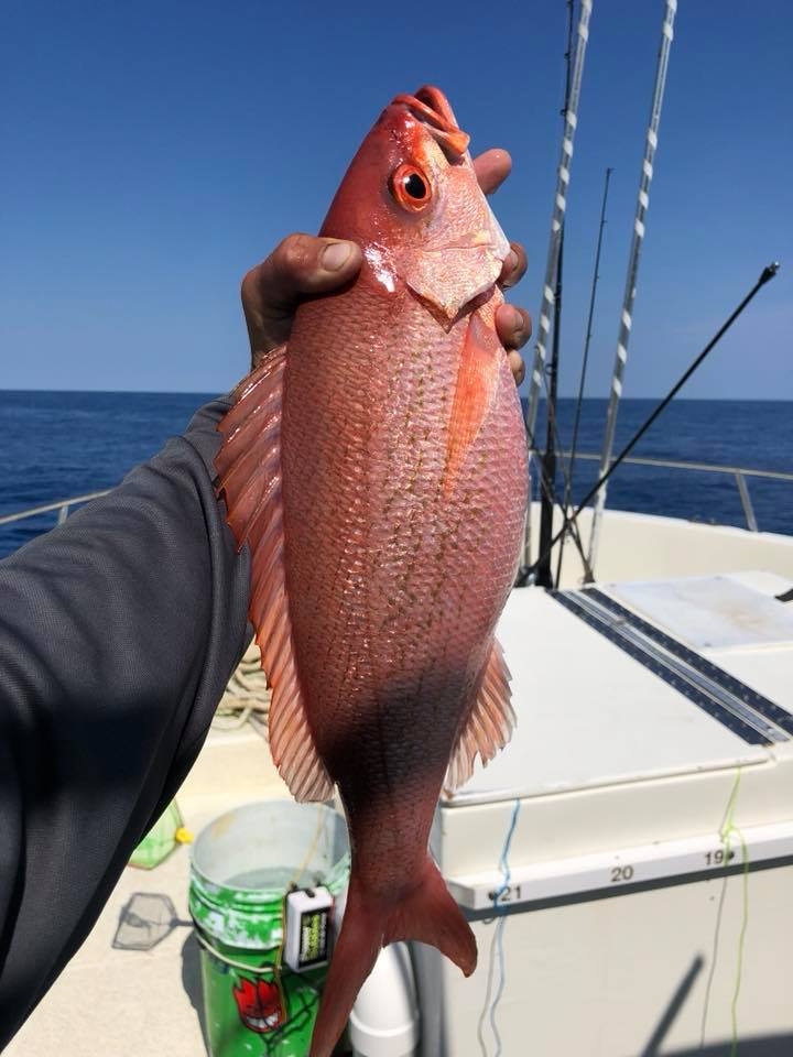 Majesty Fishing Jacksonville FL