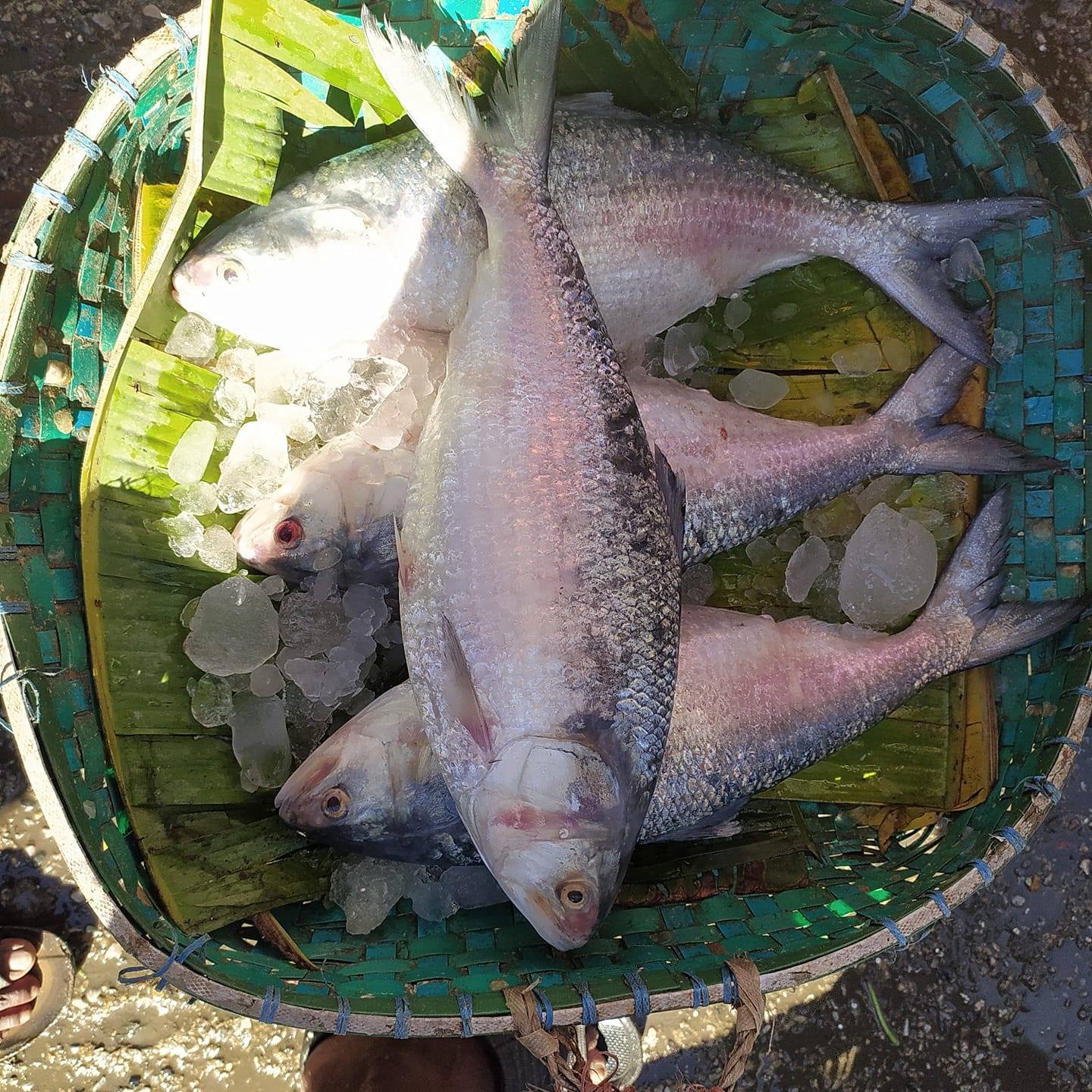 Saiful Fish 1