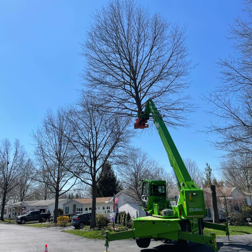 McCauley Tree Service | Harleysville PA