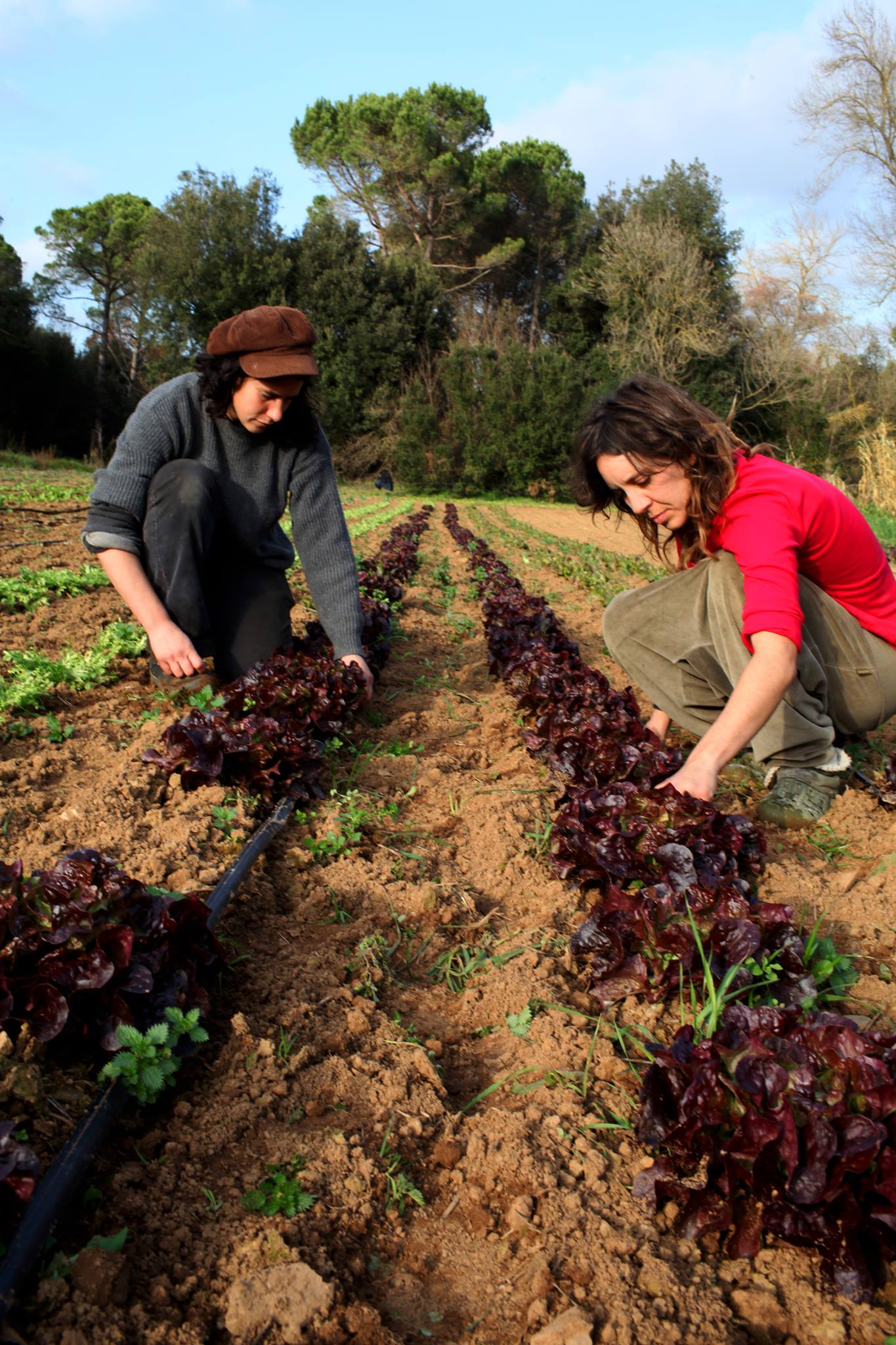 La Xirivia-Horta Ecològica | Cruilles
