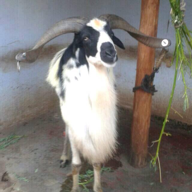 Inbaraj Inbam Inbaraj Inbam