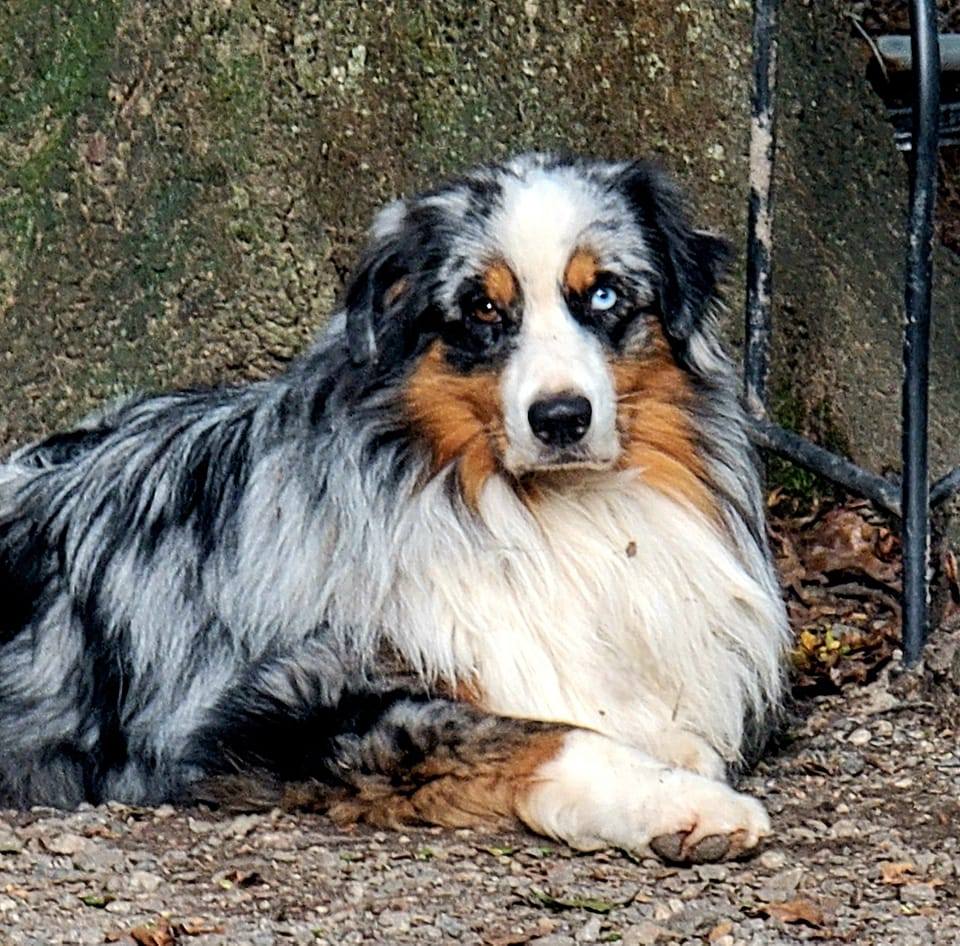 Merle Monday! With BASH, blue merle male, in the leading roll and FIZZY ...