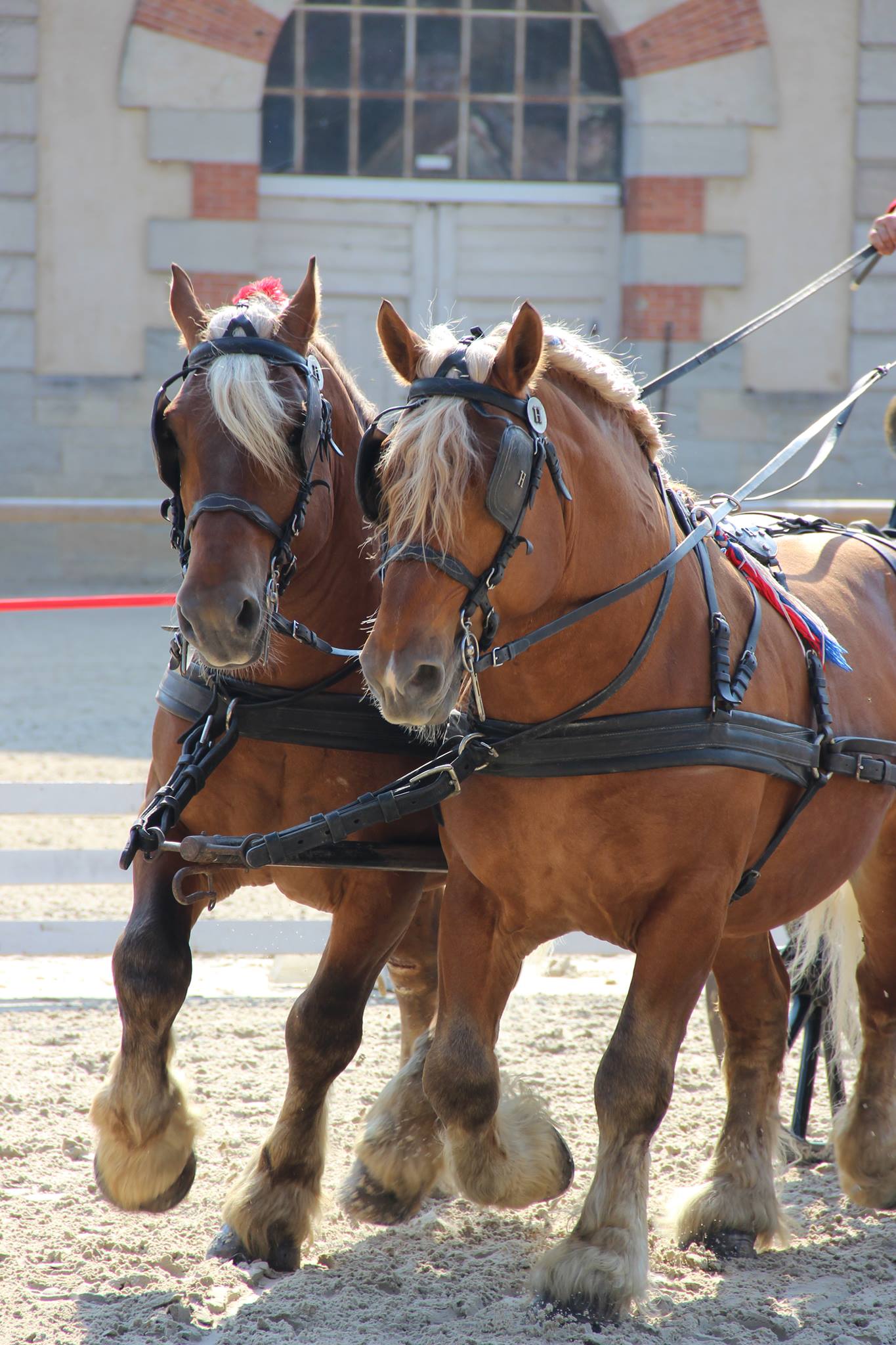 Haras National De Cluny évènements à Venir