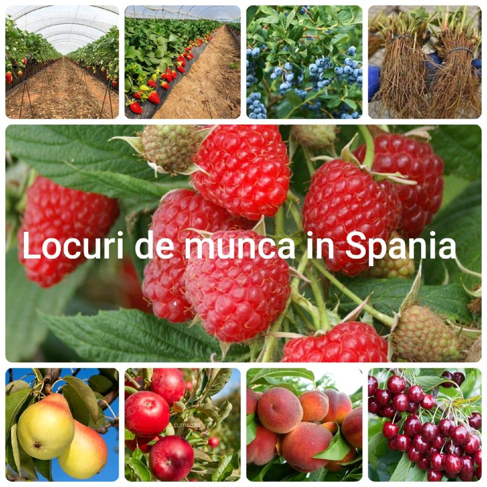 Contracte Spania - Locuri de munca | Craiova