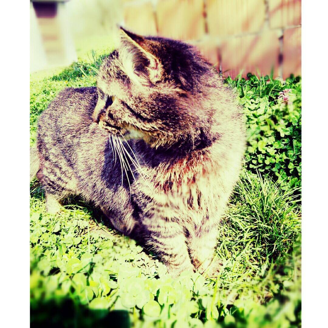 KiKi Cat (@kikicat123) • Facebook
