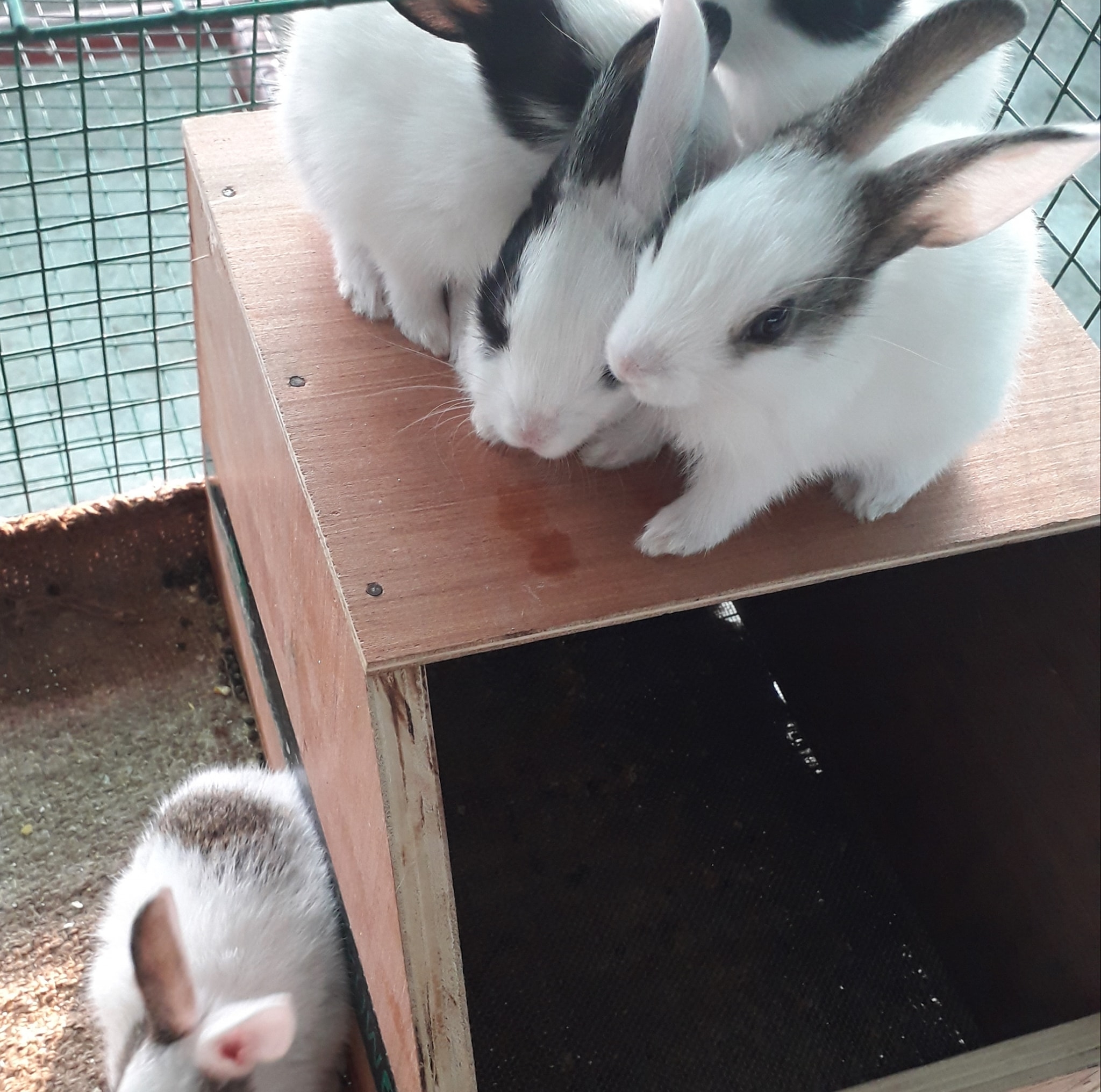 D M AGRO FARMS Domestic Rabbits Breeding and Farming work