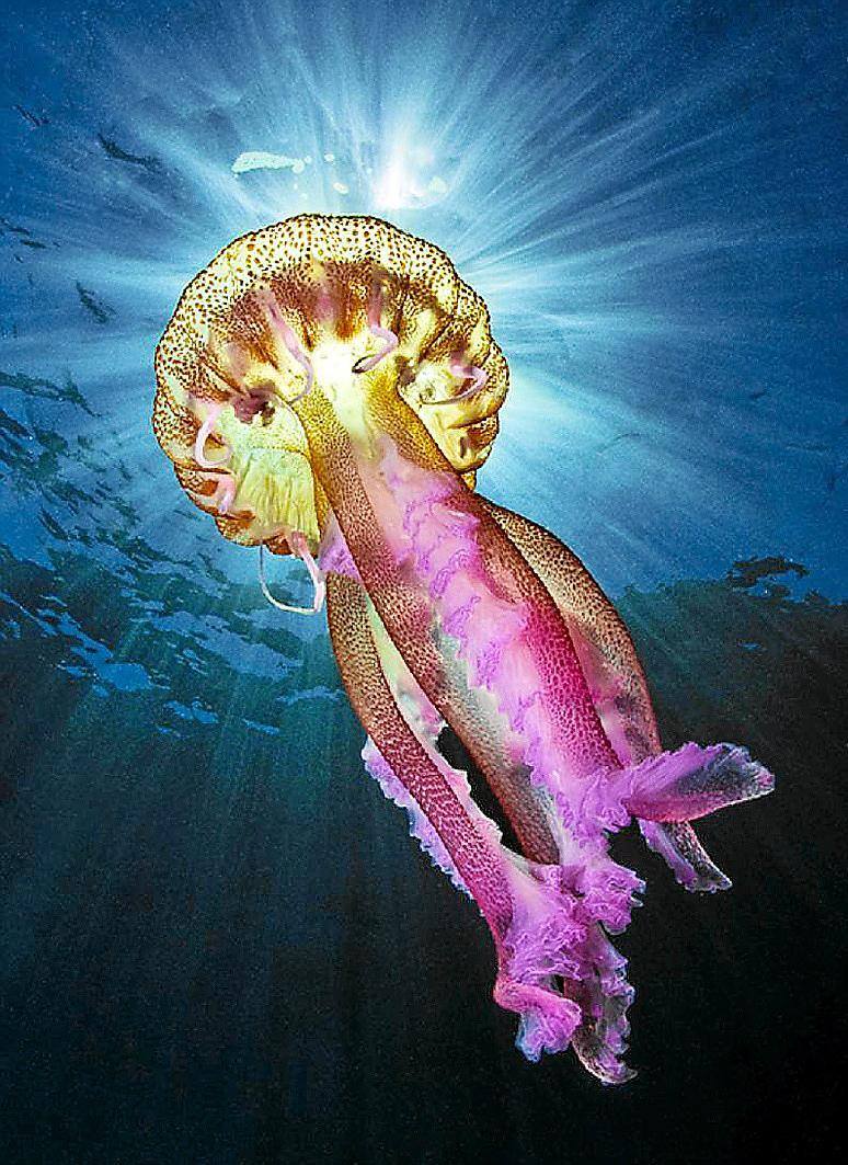 medusa-menorca