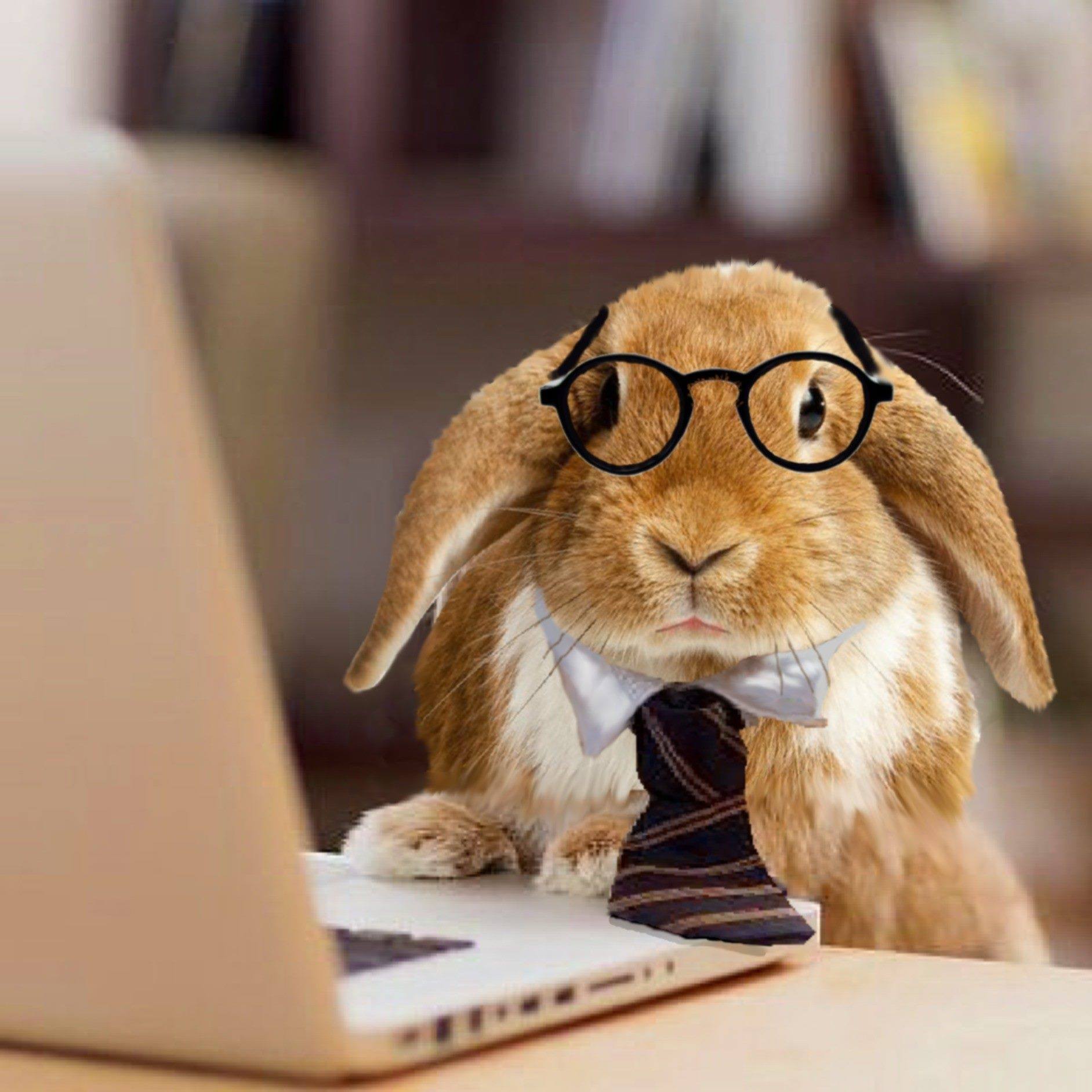 Noam Most Famous Rabbit | Haverhill MA