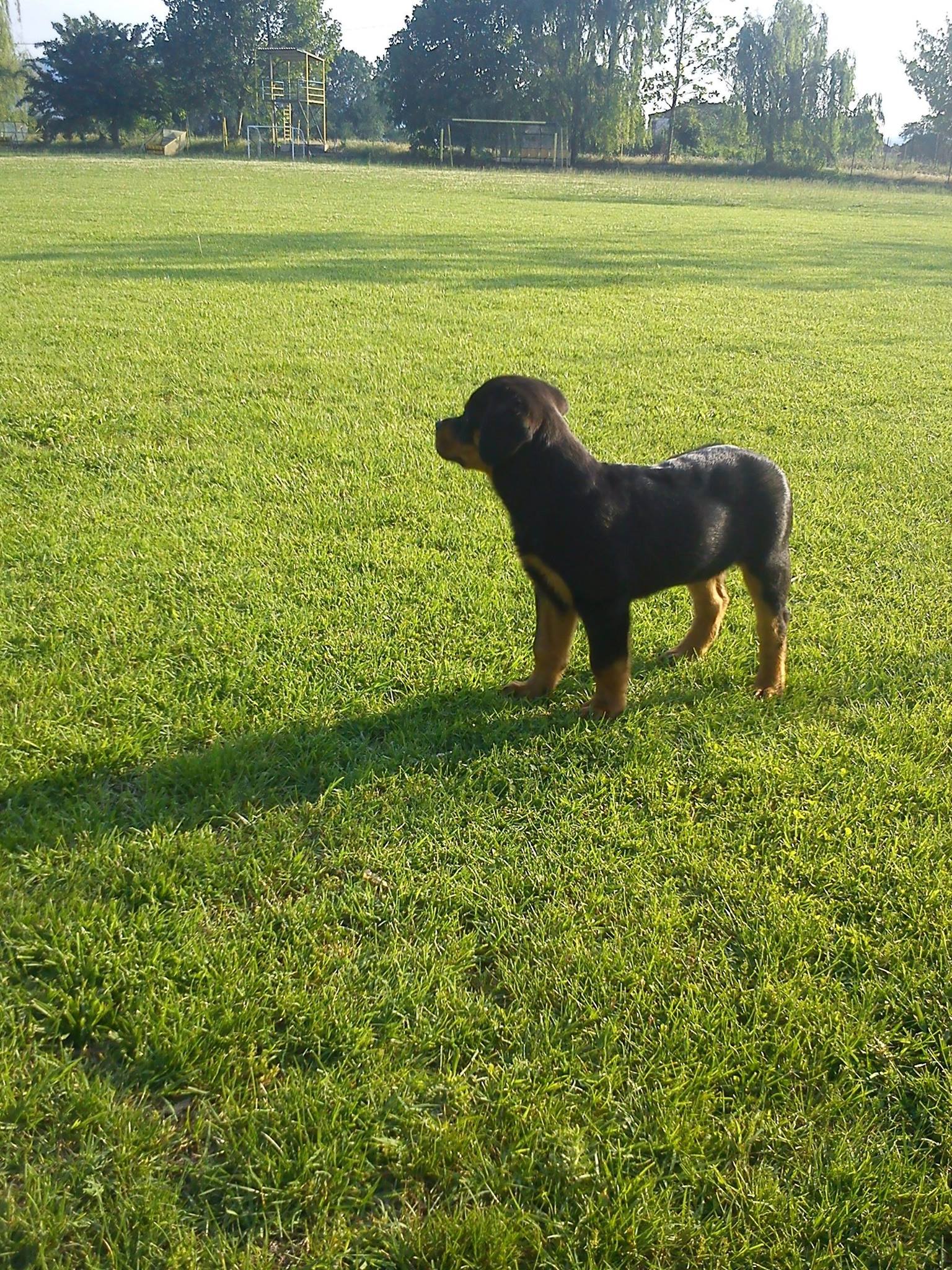 Rottweiler.kavala