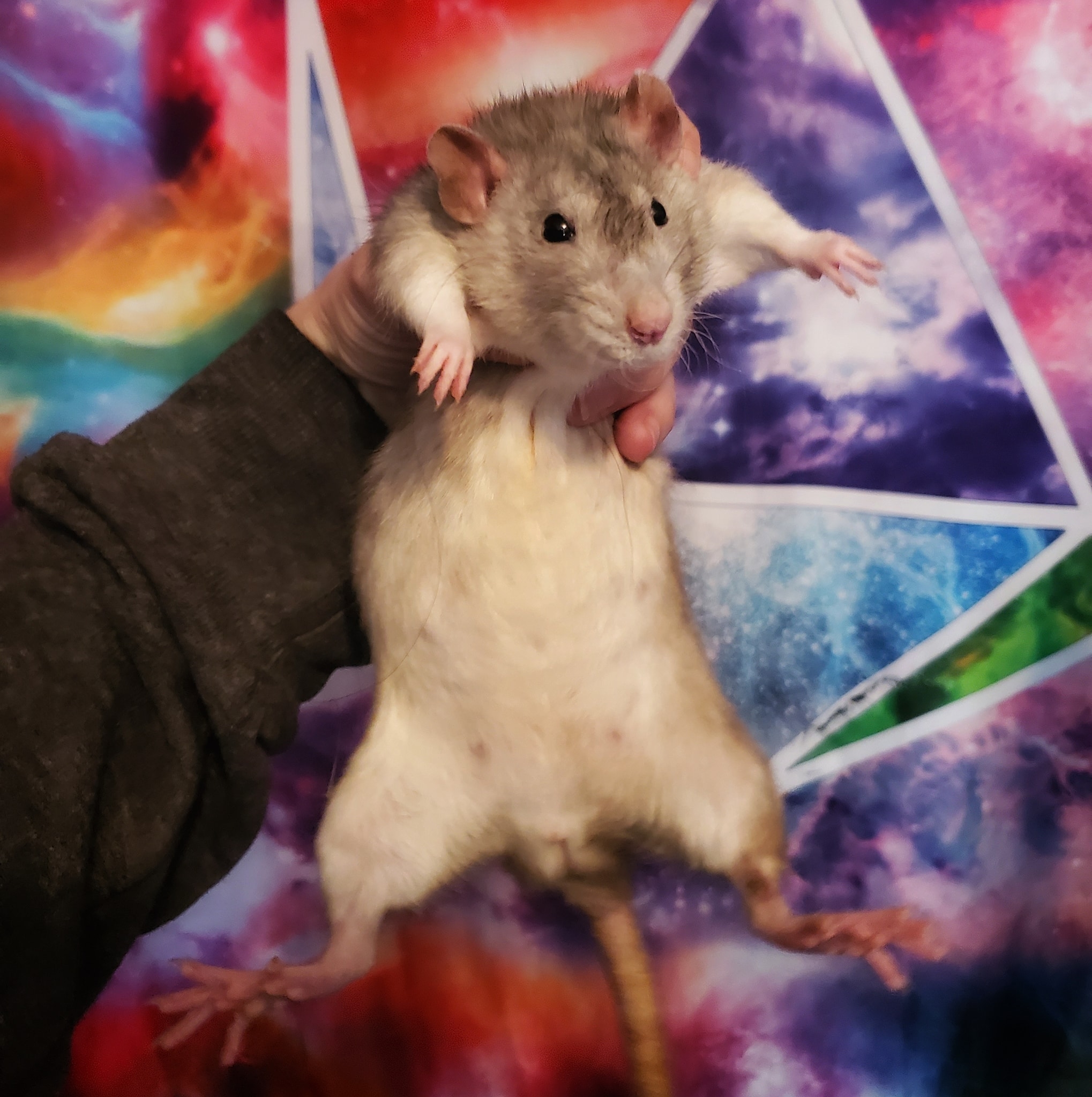 Tinkers Rattery | Berea OH