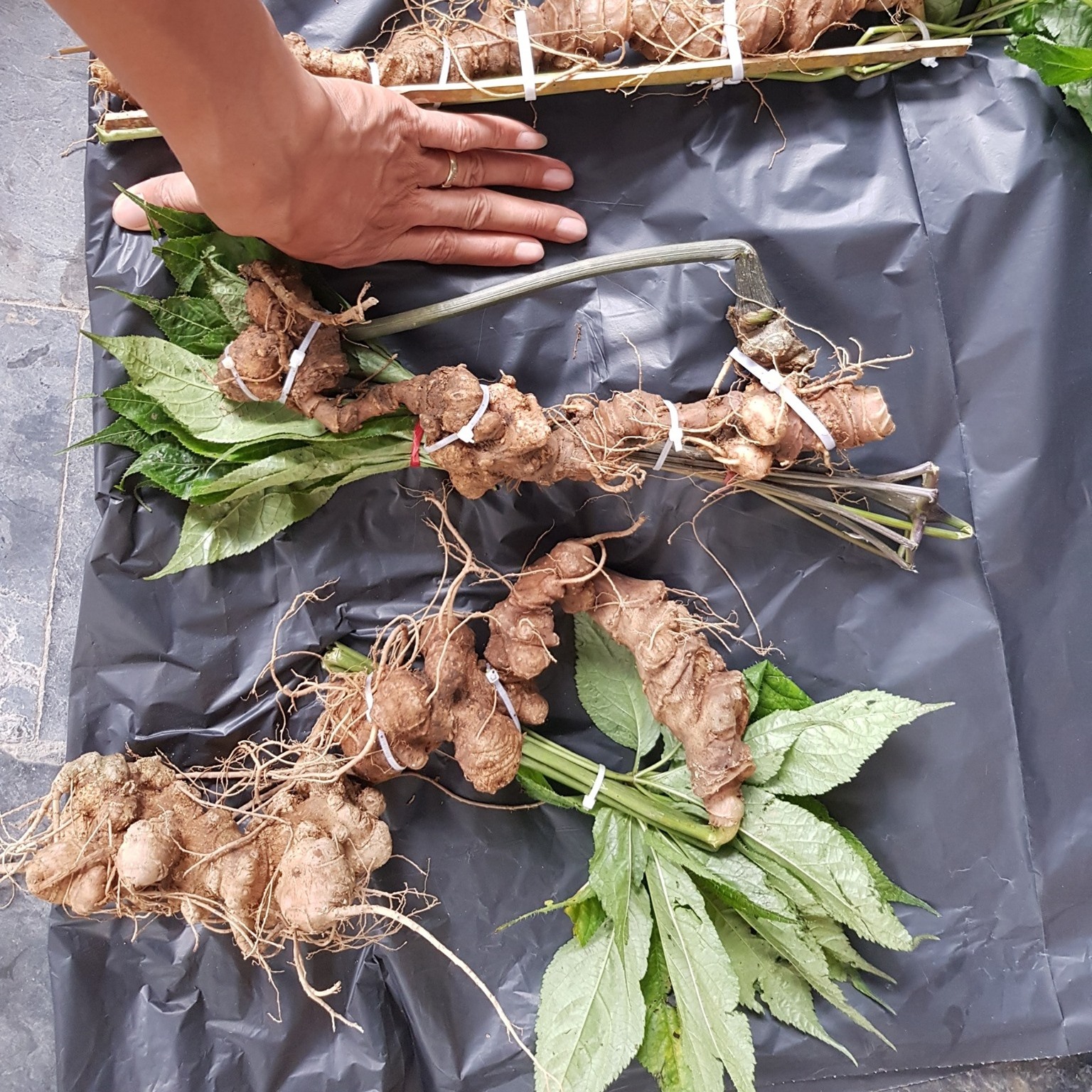 Sâm Ngọc Linh Rừng Kon Tum... - Sâm Ngọc Linh Rừng Kon Tum