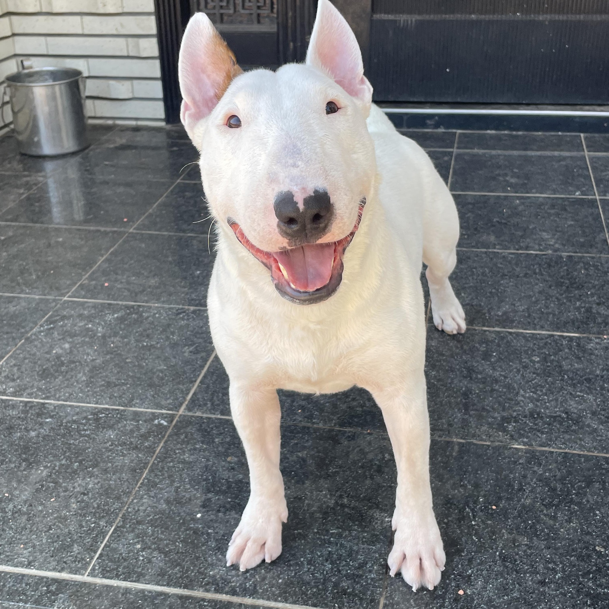 Adorabull.jp Kennel