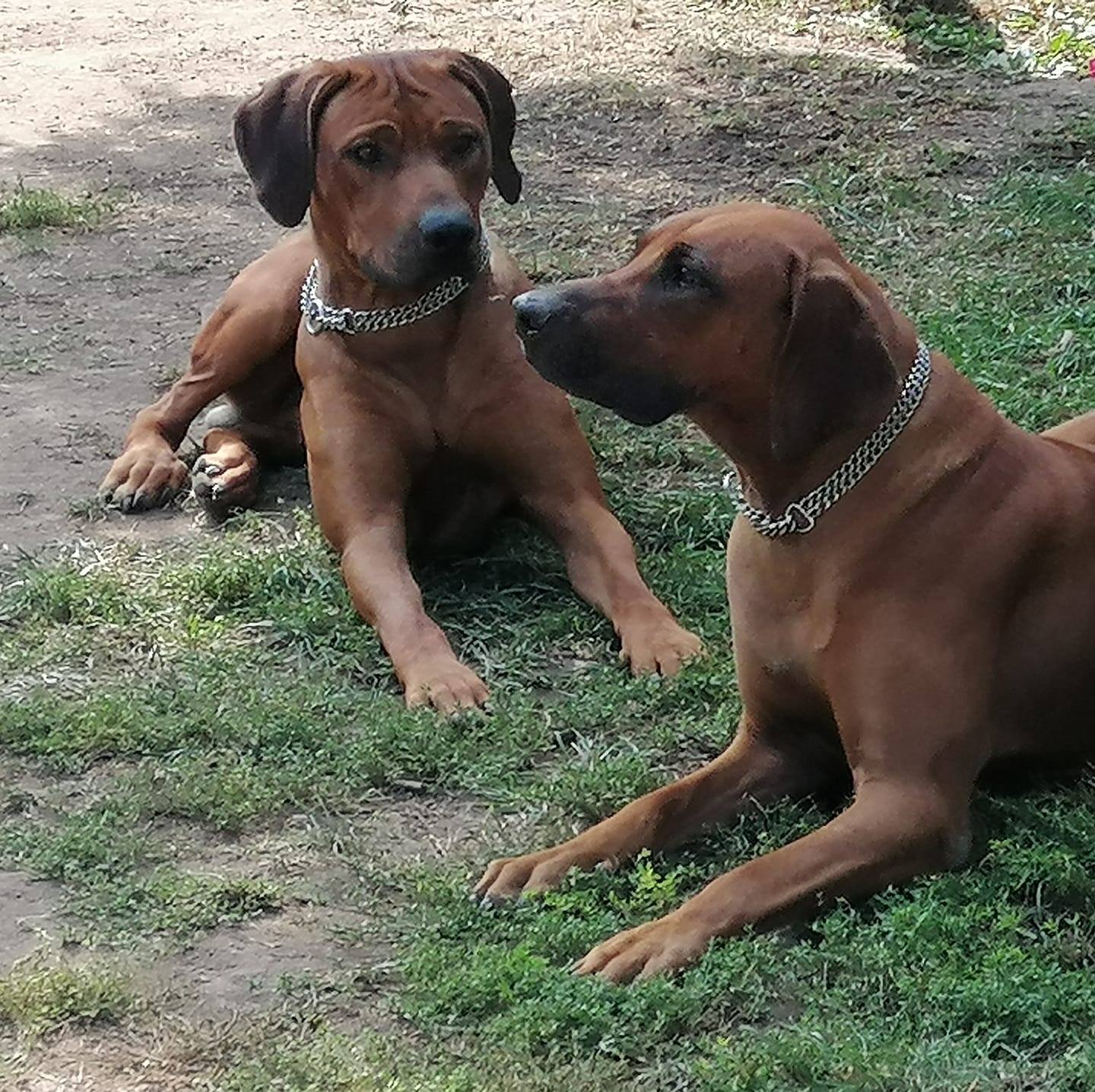 Rhodesian Ridgeback Simba & Zenna