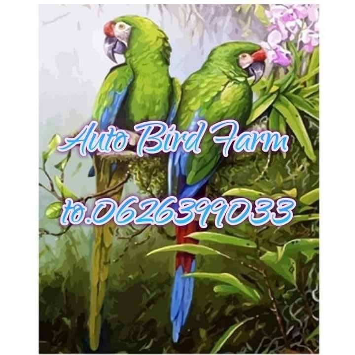 Auto bird Farm | Amphoe Sai Noi