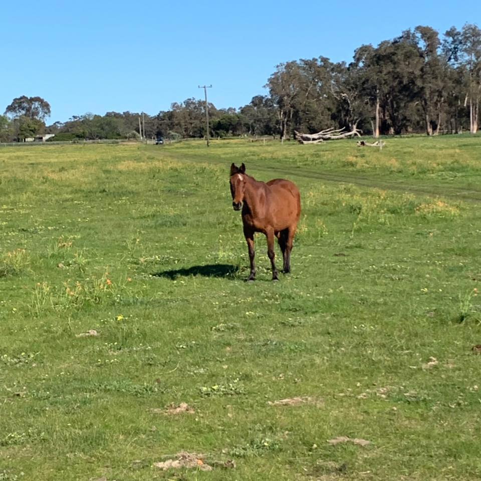 Paradise Paddock- Horse Agistment | Bullsbrook WA