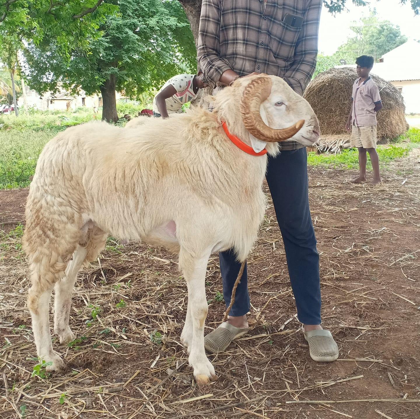 Hayath-AL- Mubeen Goat Farm | Tumkur