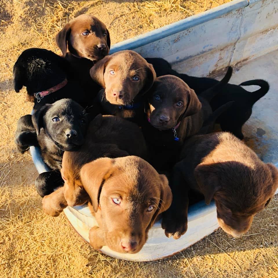 4K Labrador Retrievers | Missoula MT