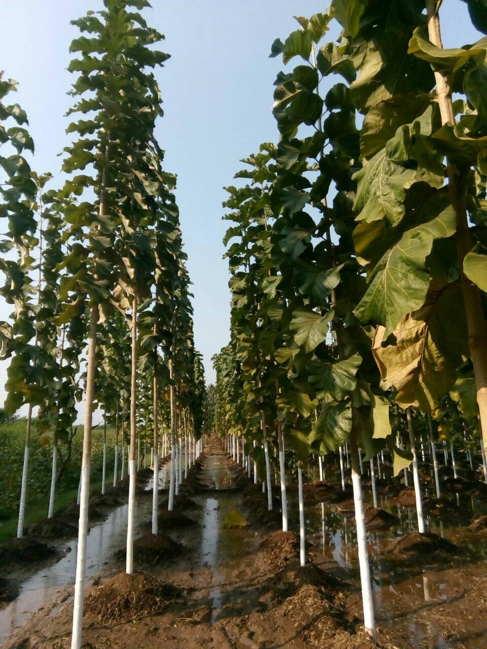Green Lord Foundation Chhindwara