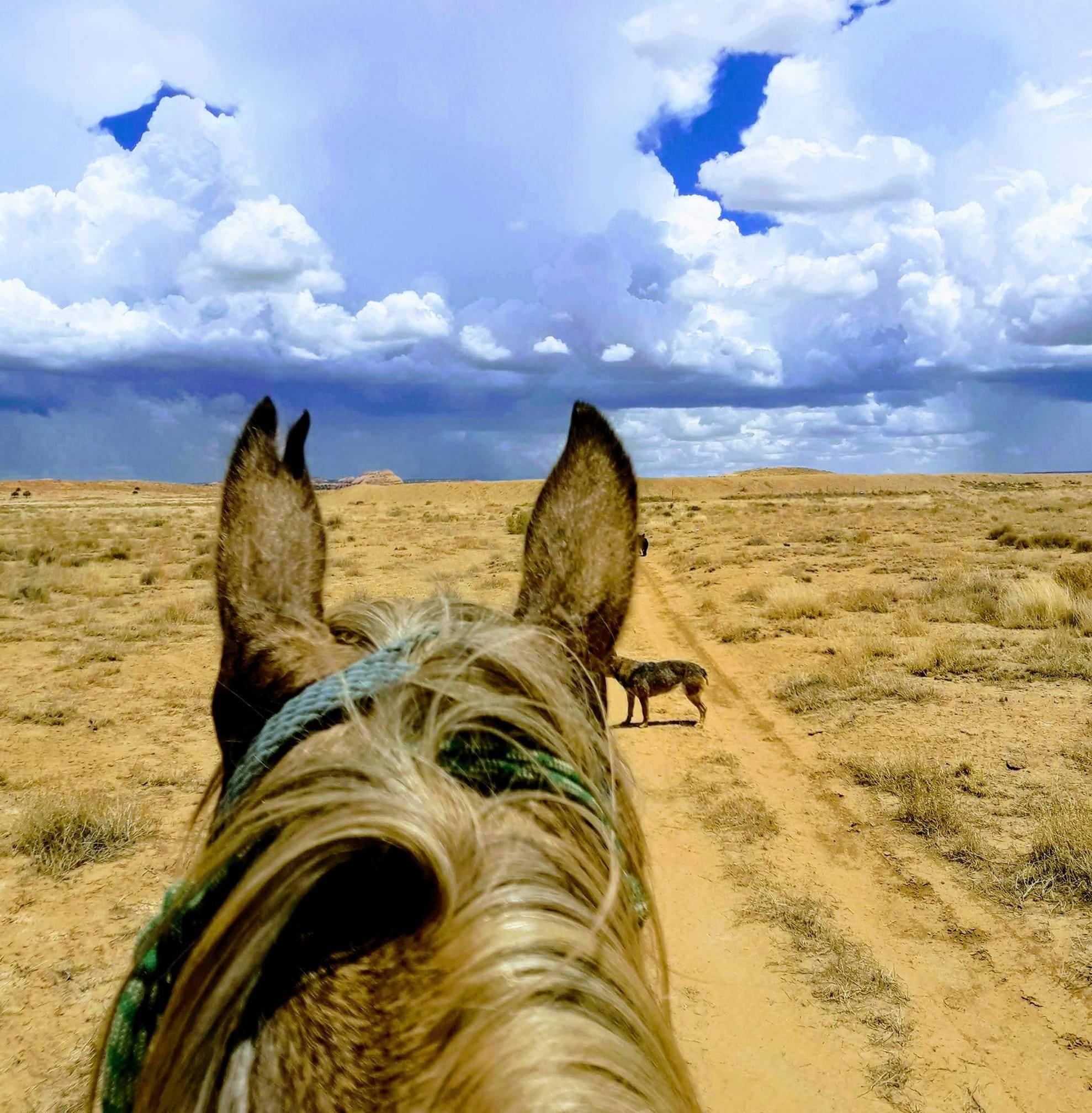Double Diamond Rodeo | Shonto AZ