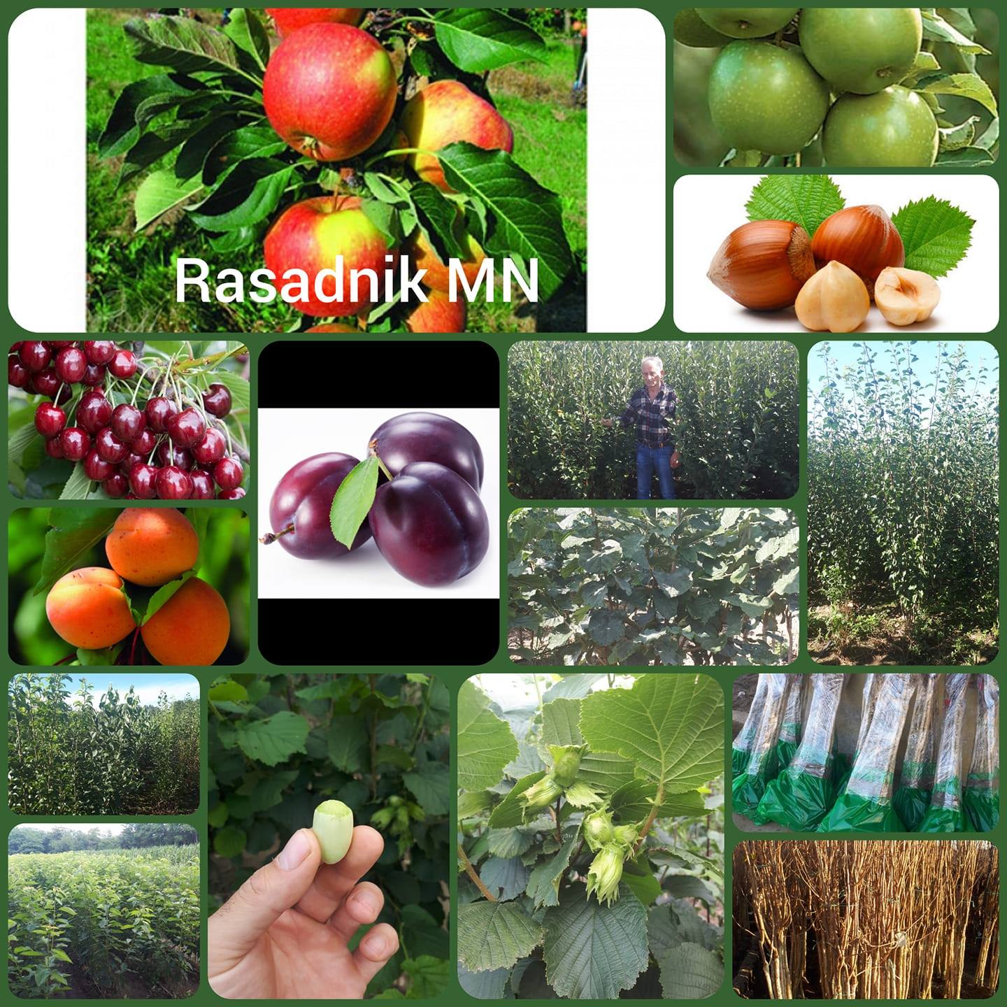 Vocne Sadnice 2020/2021 rasadnik MN