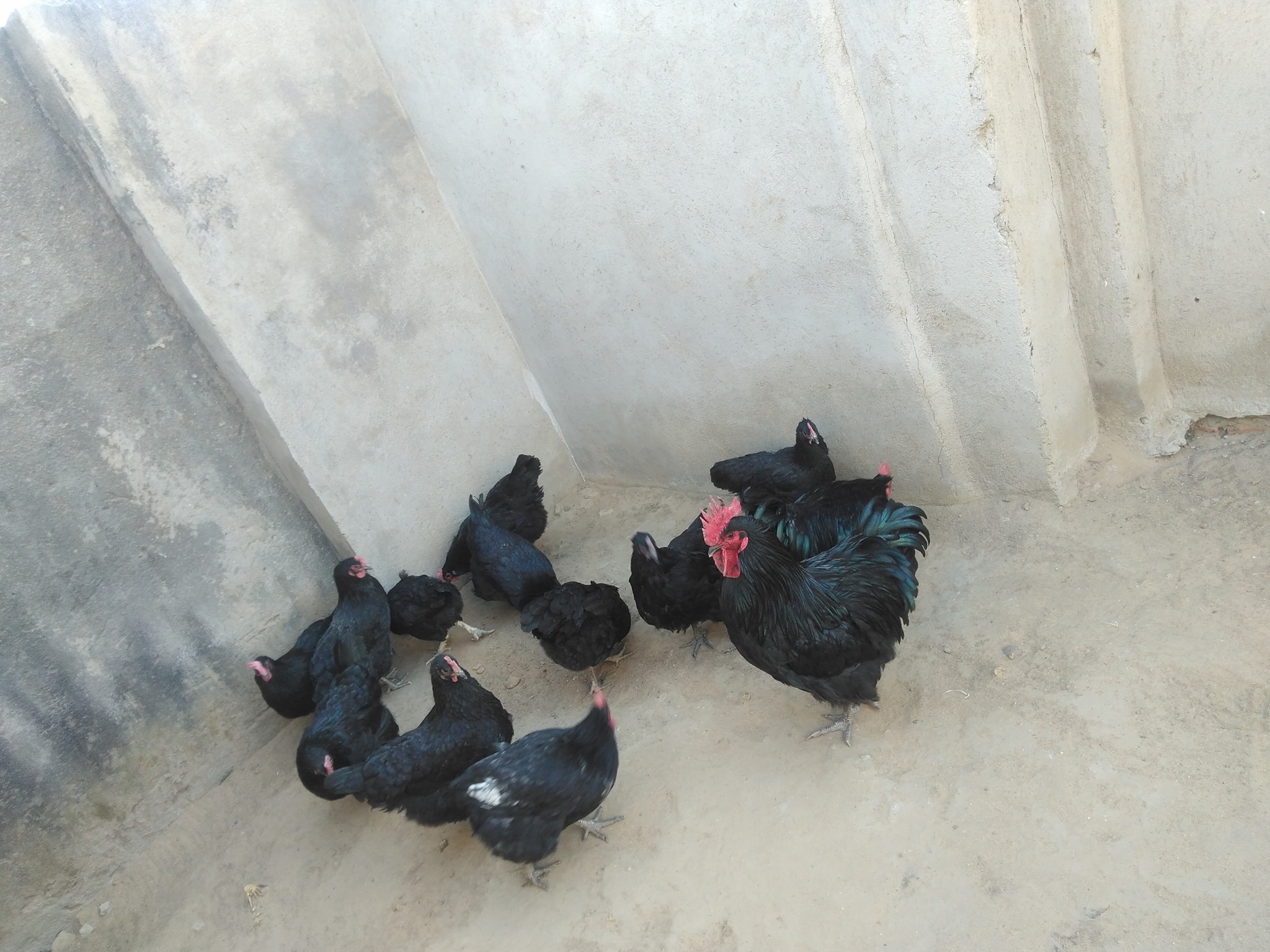 Matambo Chicks | Chitungwiza