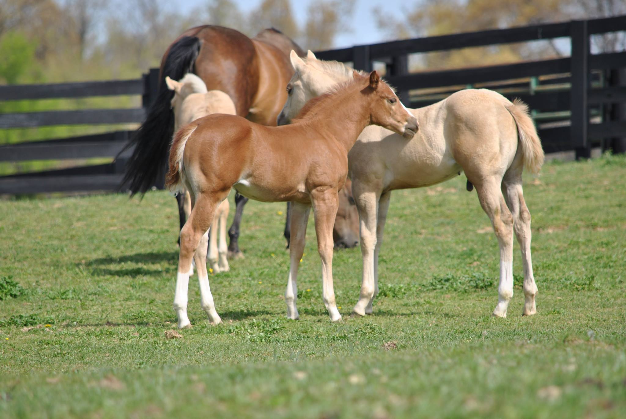 Luna Veterinary Services at Darling 888 Ranch | Princeton KY